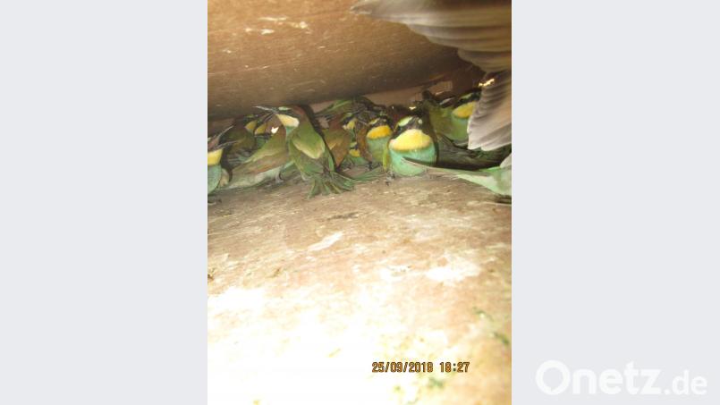 Der Wert eines Bienenfressers liegt bei rund 500 bis 700 Euro. Bild: Grenzpolizei Selb