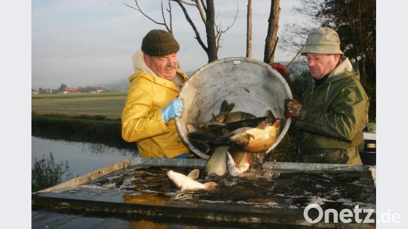Bei einer Erlebnisführung erfahren die Teilnehmer viel Wissenswertes um die Teichwirtschaft. Bild: Götz
