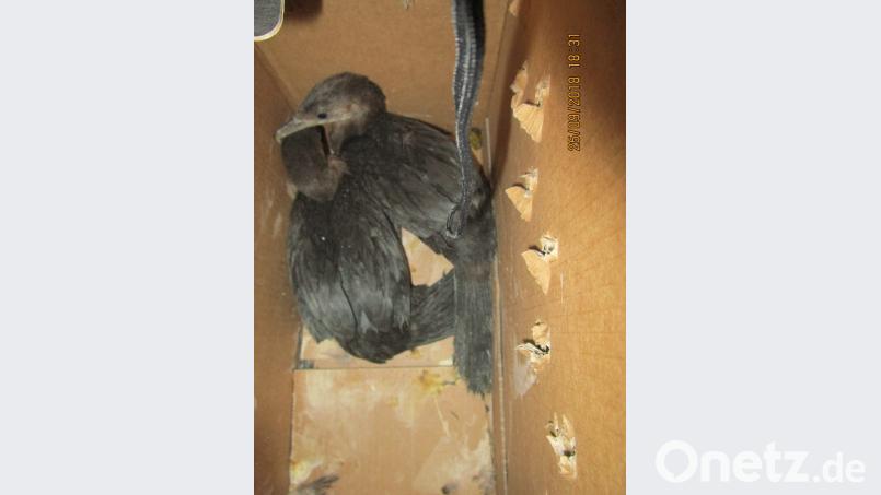 Zwei Kormorane in einem Pappkarton. Bild: Grenzpolizei Selb
