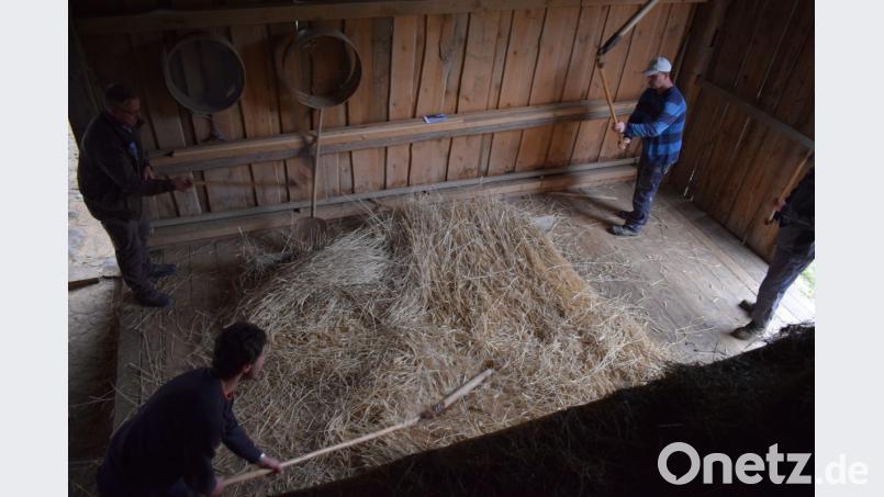 Immer im Takt bleiben hieß es beim Drischel-Dreschen. Der Kraftaufwand war enorm,. Nur starken Männern waren dazu in der Lage. Bild: bnr