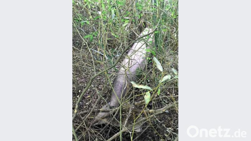 Der am Ufer liegende Tank war Teil eines Floßes gewesen – das erklärten jetzt die Weiher-Besitzer. Bild: Polizei
