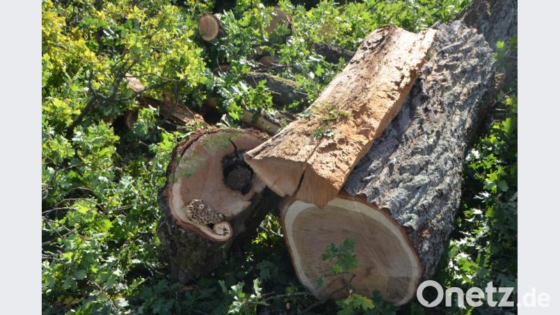Der rund 150 Jahre alte Eichenbaum auf dem städtischen Friedhof ist nicht mehr zu retten. Sturm "Fabienne" versetzte ihm den Todesstoß. Bild: dob