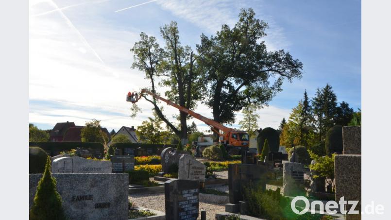 Der rund 150 Jahre alte Eichenbaum auf dem städtischen Friedhof ist nicht mehr zu retten. Sturm "Fabienne" versetzte ihm den Todesstoß. Mit Hilfe einer Hebebühne setzten die städtischen Bauhofmitarbeiter hoch oben im Wipfel die Säge an. Bild: dob