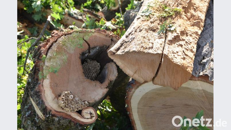Der rund 150 Jahre alte Eichenbaum auf dem städtischen Friedhof ist nicht mehr zu retten. Sturm "Fabienne" versetzte ihm den Todesstoß. Morsche und pilzbefallene Äste machen das schlimme Ausmaß deutlich. Bild: dob