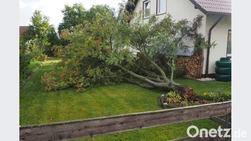 Die Esche konnte dem starken Wind keinen Widerstand mehr leisten und knickte um. Bild: gz