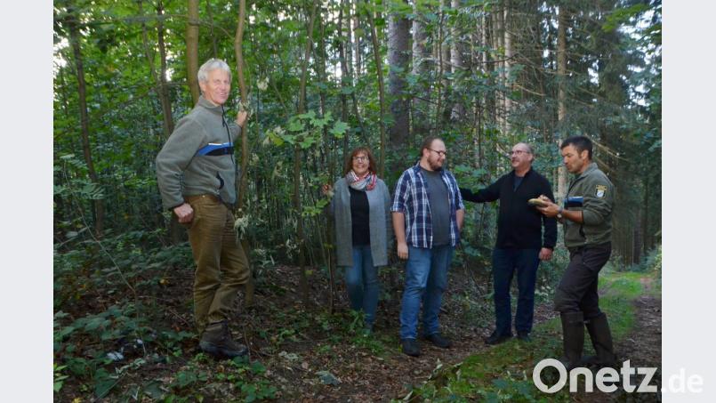 Beate Renger (Zweite von links), mit Ehemann Dietmar und Sohn Julian (Zweiter und Dritter von rechts), ist stolze Besitzerin eines Waldareals im Michlbachtal, in dem sich der Bewuchs durch Naturverjüngung erneuert hat. Über den Anblick freuen sich Forstdirektor Gerhard Hösl (links) und der Vohenstraußer Revierleiter, Forstamtmann Stefan Stangl (rechts). Bild: dob