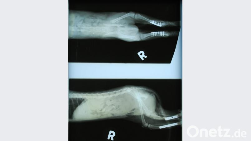 Mit Platten aus medizinischem Stahl hat Tierarzt Dr. Hubert Reindl die Knochen fixiert. „Findus“ kann jetzt wieder problemlos laufen. Bild: tss