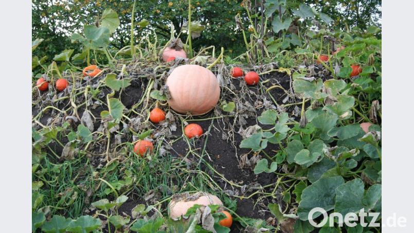 Große und kleine Kürbisse gibt es am Feiertag im Angebot. Bild: gz