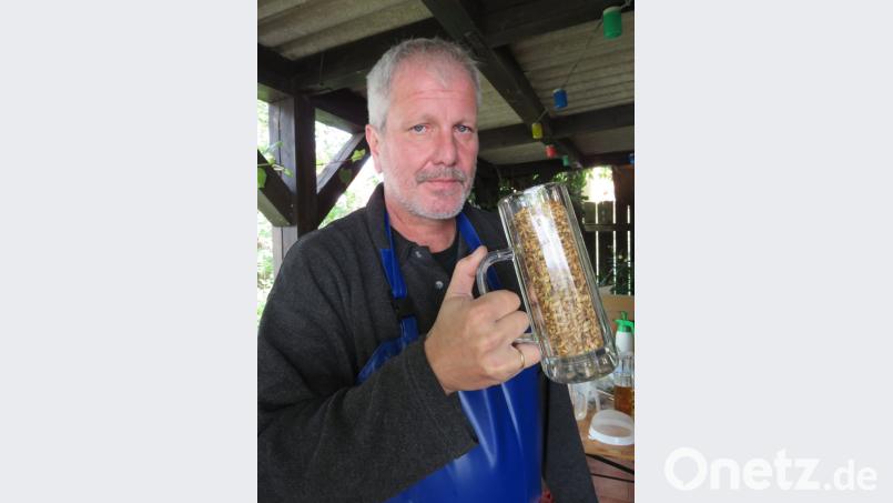 "Das wird in wenigen Wochen ein süffiges Altbier sein", erklärt Ober-Braujuware Martin Hager zum diesmal verwendeten Malzgemisch aus Wiener und Münchener Malz sowie Farbmalz. Bild: ubb