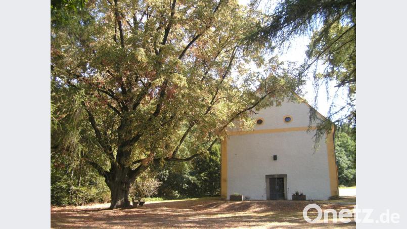 Die uralte Linde bei der Nikolauskirche ist ein Wunderwerk der Natur. Bild: sef
