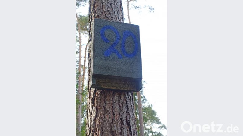 Neues Heim: 105 Fledermaushöhlen hat die Forstabteilung bereits für die Fledermäuse aufgehängt, die aus dem künftigen Gewerbegebiet West IV umgesiedelt werden müssen. Bild: Wieder