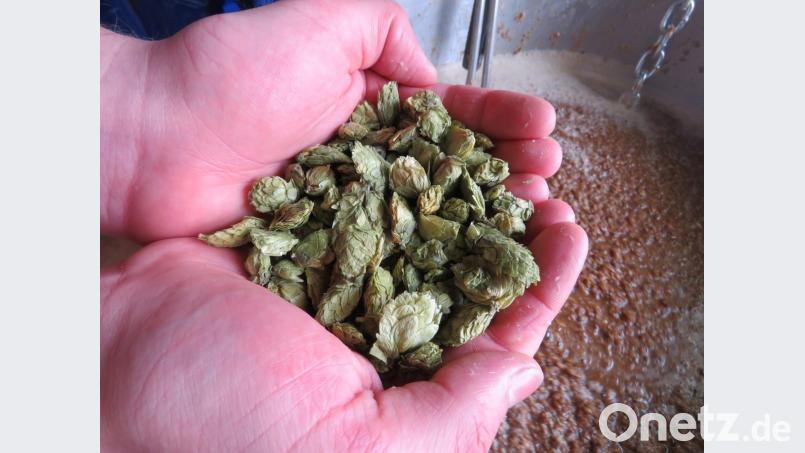 Der Hopfen, diesmal aus der Hallertau, wird gepresst in Form von Pellets zugefügt. Es gebe ihn im Handel auch flüssig. Aber man wolle lieber das Naturprodukt verwenden, sagt Martin Hager über die Zutaten. Bild: ubb