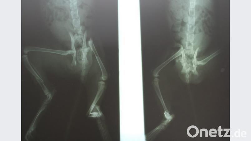 Auf den Röntgenbildern sind die Brüche deutlich erkennbar. Das kleine Kätzchen muss unvorstellbare Schmerzen gehabt haben. Bild: tss