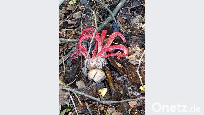 In der starken Ähnlichkeit mit einer Krake gründet der Name des seltenen Pilzes, wobei die Dachauerin ein richtiges Prachtexemplar entdeckt. Bild: fjo