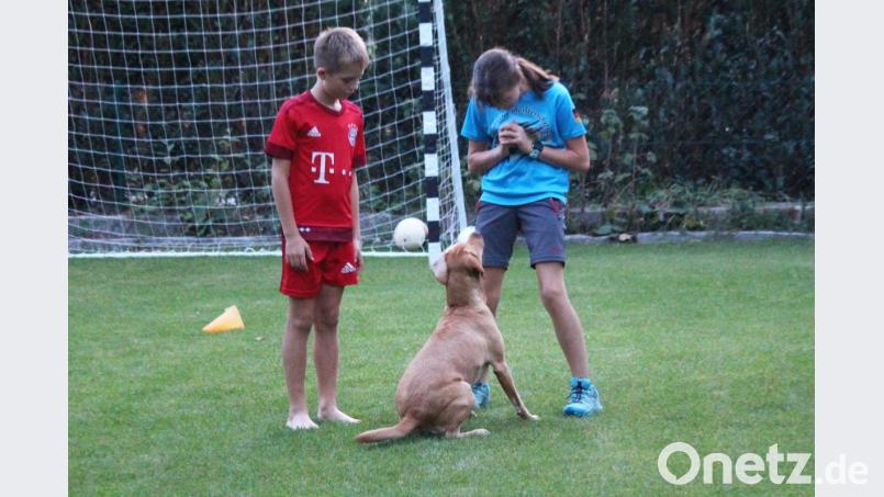 Niemals vergisst Julia Klein die Belohnung. Spielend trainiert sie ihre Labradorhündin mit Unterstützung von ihrem Bruder Jonas. Bild: Dagmar Williamson
