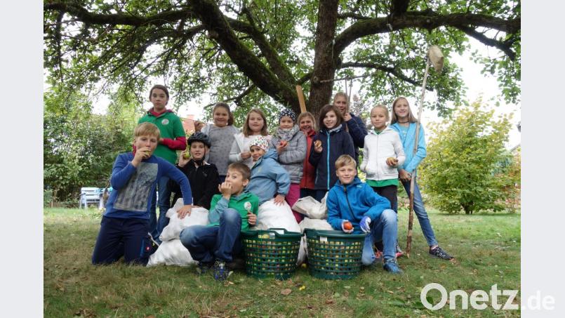 Mit ihrer Pflückaktion helfen die Flötztaler Naturentdecker vor allem älteren Gemeindebürgern bei der Apfelernte in ihren Gärten. Die Früchte lassen sie in der Vereinskelterei pressen und bringen den Saft an die Besitzer zurück. Bild: mez