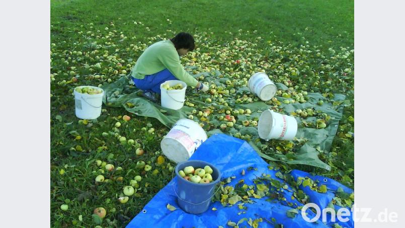 Ungespritzte Äpfel können am Samstag, 6. Oktober, in Freudenberg abgegeben werden. Daraus soll eine Juradistl-Schorle gepresst werden. Bild: Stephen Trepesch