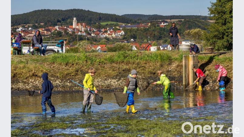 Das spielerische Entdecken des Lebensraums von Fischen, Fröschen, Kröten und Larven stand für die Kindergruppe „Schlaufüchse“ beim Abfischen der Langwiedweiher im Mittelpunkt. Bild: arr