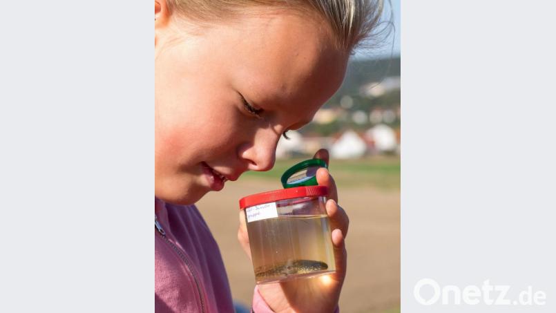 Die Kinder der Naturschutzgruppe vom LBV erforschen der Wasserbewohner. Bild: arr