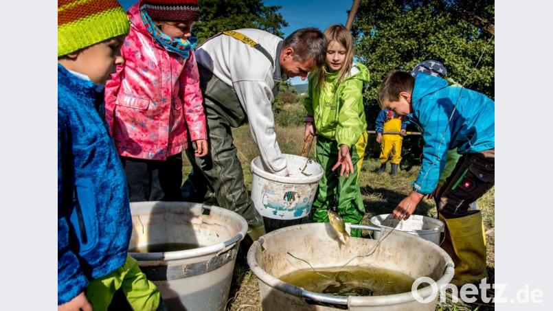 Die Kinder helfen Alfons Scheck beim Abfischen. Bild: arr
