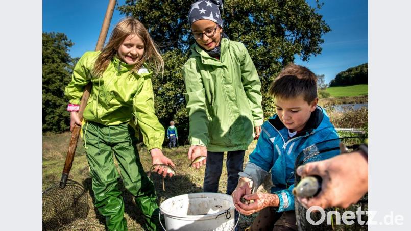 Die kleinen Karpfen K1 werden von den Kindern behutsam umgesetzt. Bild: arr
