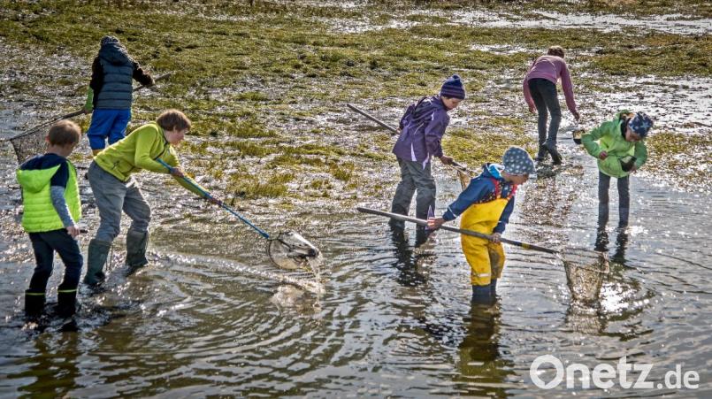 Endlich ist das Wasser soweit abgesunken, dass die Kindergruppe die Fische umsetzen können. Bild: arr