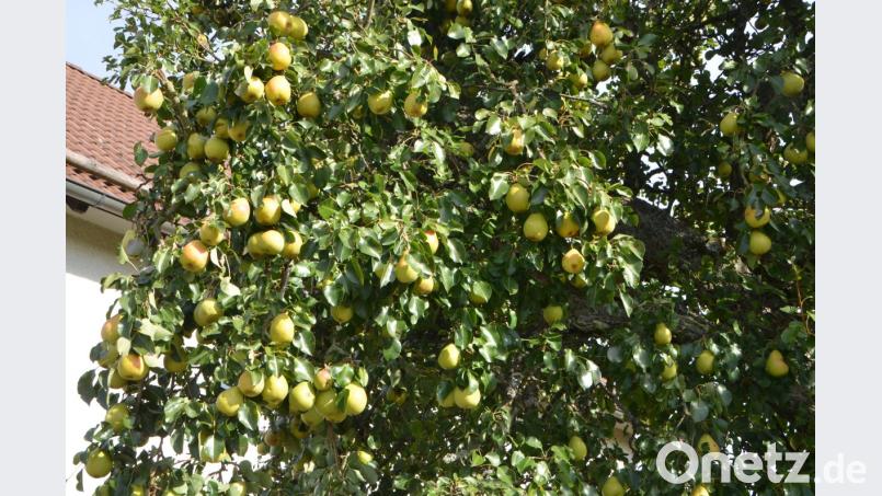 Es ist ein richtiger Schatz, der alte Birnbaum von Klara Guber im Imkerweg, der sich heuer nur so vor reifen Früchten biegt. Die reifen Birnen sind einfach zum Anbeißen lecker. Bild: dob