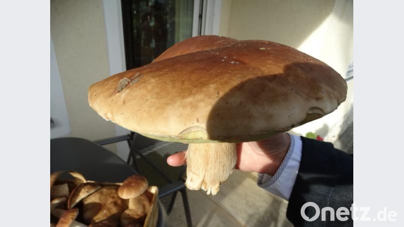 Prächtig, prächtig, dieser Steinpilz. Bild: ct