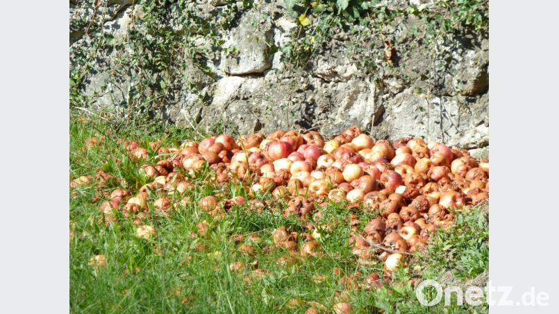 Viele Gartenbesitzer wissen nicht mehr wohin mit dem Fallobst. Bild: Portner