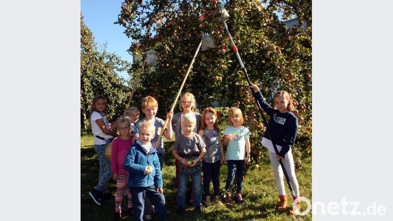 Paradiesische Verhältnisse auf der Streuobstwiese. Die Apfelbäume tragen heuer reich. Die Buben und Mädchen pflücken eifrig mit und dürfen nach getaner Arbeit auch ein Körbchen mit nach Hause nehmen. Bild: zer