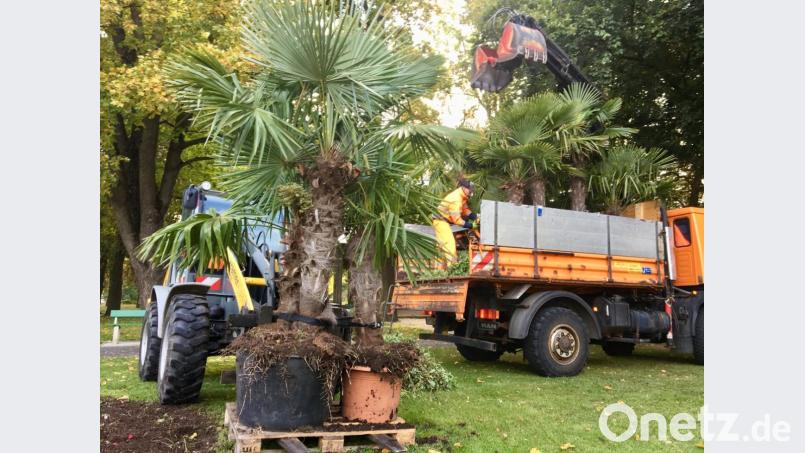 Der städtische Betriebshof transportierte am Dienstag die Palmen aus dem Englischen Garten ab. Bild: upl