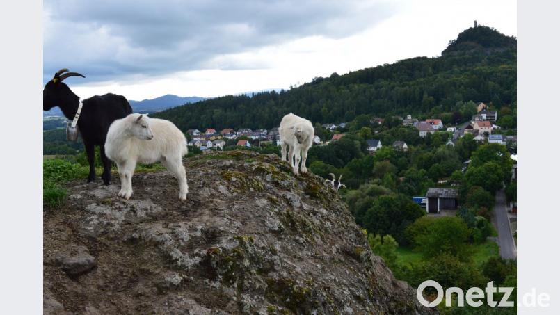 Einen tollen Ausblick haben die Tiere vom Kleinen Kulm aus. Bild: ww