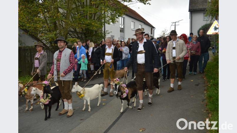 Festlich geschmückt werden die Ziegen beim Alm-Abtrieb am Sonntag vom Kleinen Kulm zum Marktplatz gebracht. Bild: ww