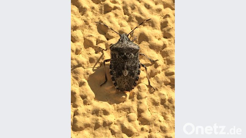 Baum- oder Feldwanze? Unser Leser Dominik Gietl, der in diesem Jahr in Erlangen den Bachelor in Biologie abgeschlossen hat, ist sich "ziemlich sicher", dass es sich um eine Graue Feldwanze handelt. Dies schrieb er uns als Reaktion auf unseren Artikel zum Thema. Bild: za