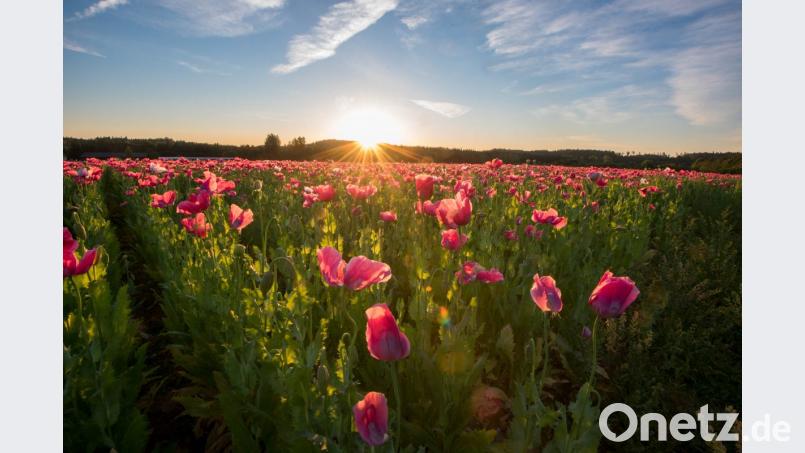 Mohnblüten so weit das Auge reicht. Aufgenommen hat Siegfried Steinkohl das Bild nahe des Friedenfelser Sägewerkes. Bild: sds