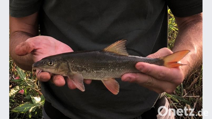 Die Barbe gehört zur Familie der Karpfenfische.
Sie wird zwischen 30 und 70 cm groß. Sie ist
Leitfisch der Barbenregion – also unserer Vils. Bild: oe