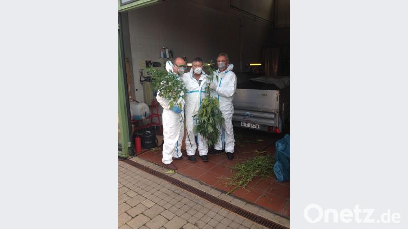 Man nennt sie auch die „Erntehelfer“: die Kommissare des K 4. Im Bild sind Marihuana-Pflanzen zu sehen, sichergestellt auf einer illegalen Plantage. Die Blätter werden im Keller der Polizei getrocknet und ans Landeskriminalamt geschickt, um den Wirkstoffgehalt zu bestimmen. 2011 flog in Flossenbürg eine Plantage auf, bei der 17 Kilogramm Cannabisprodukte sichergestellt wurden. Bild: Kriminalpolizei Weiden