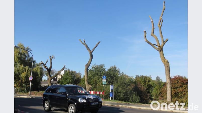 Sturm Fabienne macht den Trauerweiden an der Bahnhofstraße in Vilseck den Garaus. Bild: rha