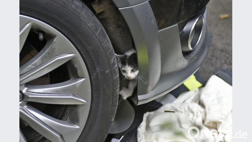 Eine junge Katze klettert mit Hilfe der Feuerwehr aus dem Motorraum eines Autos. Bild: Feuerwehr München