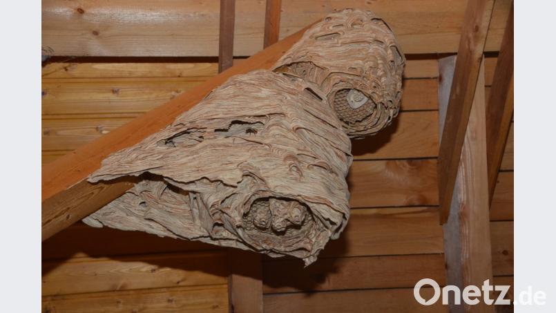 Tierische Baumeister waren in diesem Sommer über bei Johann Schieder in Oberlind in der Scheune aktiv. Bild: dob