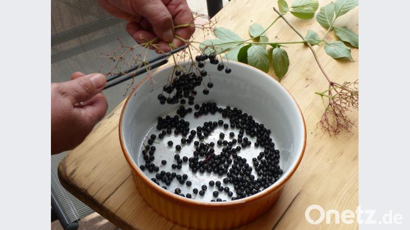 In der einen Hand die Stiele der Dolde, in der anderen der federnde Hosenbügel, und schon geht es relativ leicht die Beeren von den Stengeln zu streifen. Bild: ils