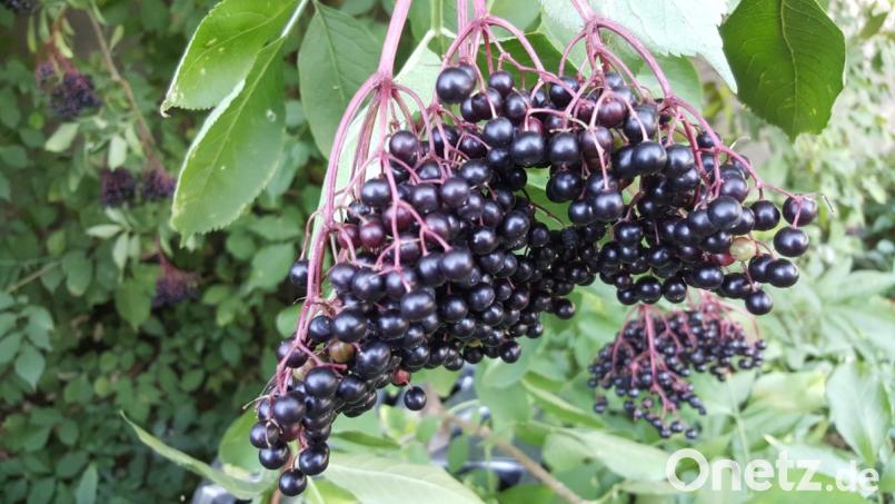 Holunderbeerensaft Bild: ils