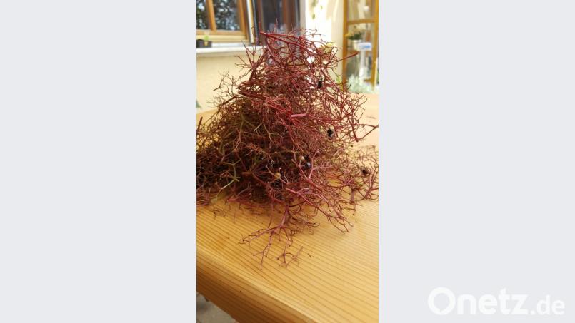 Holunderbeerensaft Bild: ils