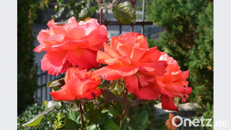 Rosenduft liegt selbst im Oktober heuer noch in der Luft. Bild: dob