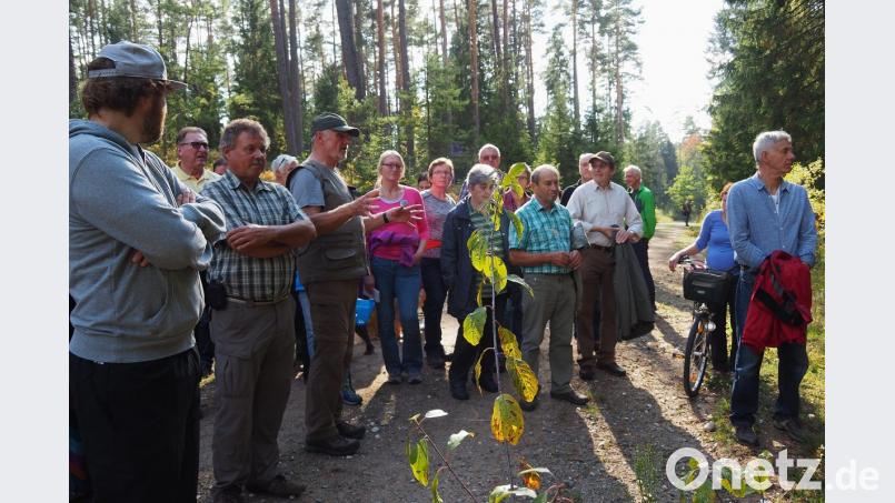 Förster a.D. Ulrich Keltsch (Dritter von links) führt durch den Wald, der für West IV weichen soll. Bild: Bühner