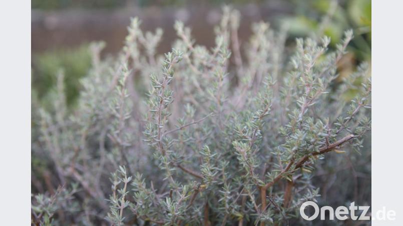 Thymian galt früher als das „Antibiotikum“ der armen Leute. Bild: Adele Schütz