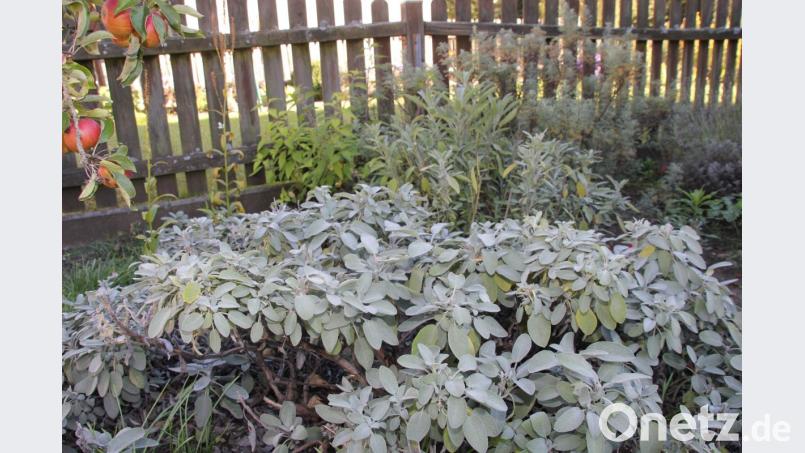 Salbei hat eine antibakterielle, zusammenziehende Wirkung, heilt Entzündungen im Mund- und Rachenbereich, wirkt sekretfördernd und reinigend. Bild: Adele Schütz