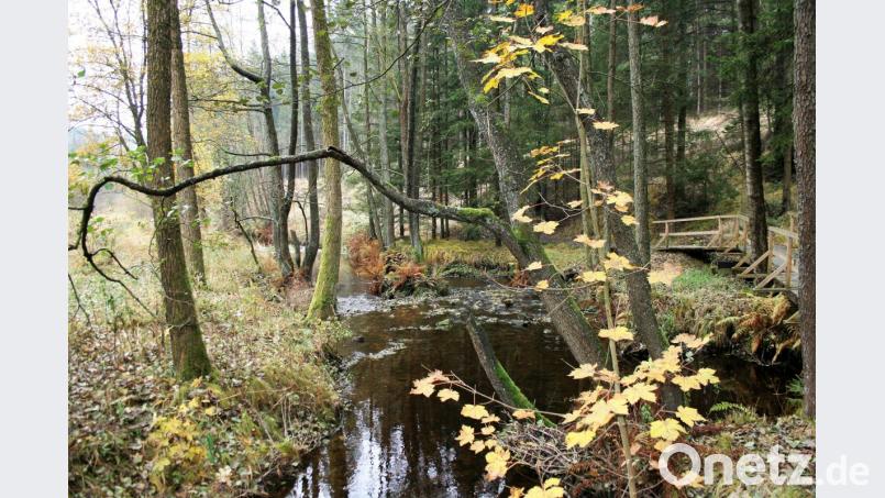 Der Herbst lädt zu Spaziergängen ein, wie hier am Glasschleifweg bei Georgenberg. Bild: Rainer Christoph