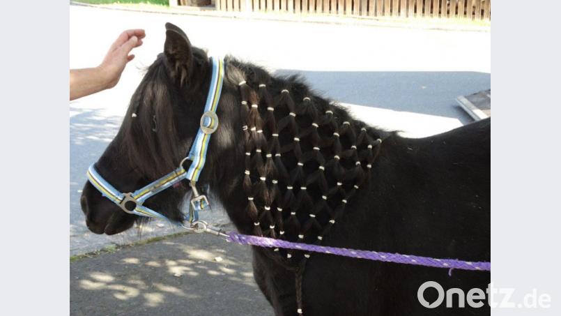 Das Pony „Annett“ bekam eine tolle Flechtfrisur. Bild: twg