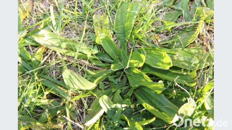 Spitzwegerich gehörte schon in alter Zeit zu den wichtigsten Heilpflanzen. Bild: Adele Schütz